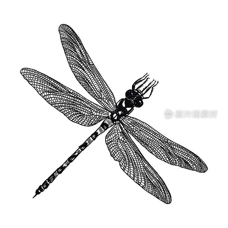Insect stipple drawing isolated. Dragonfly and bug in trendy embroidery stippling and hatching, shading style. Vector.